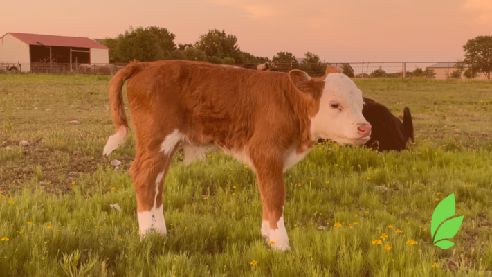 My Muddy Life - Monday Muddy Training